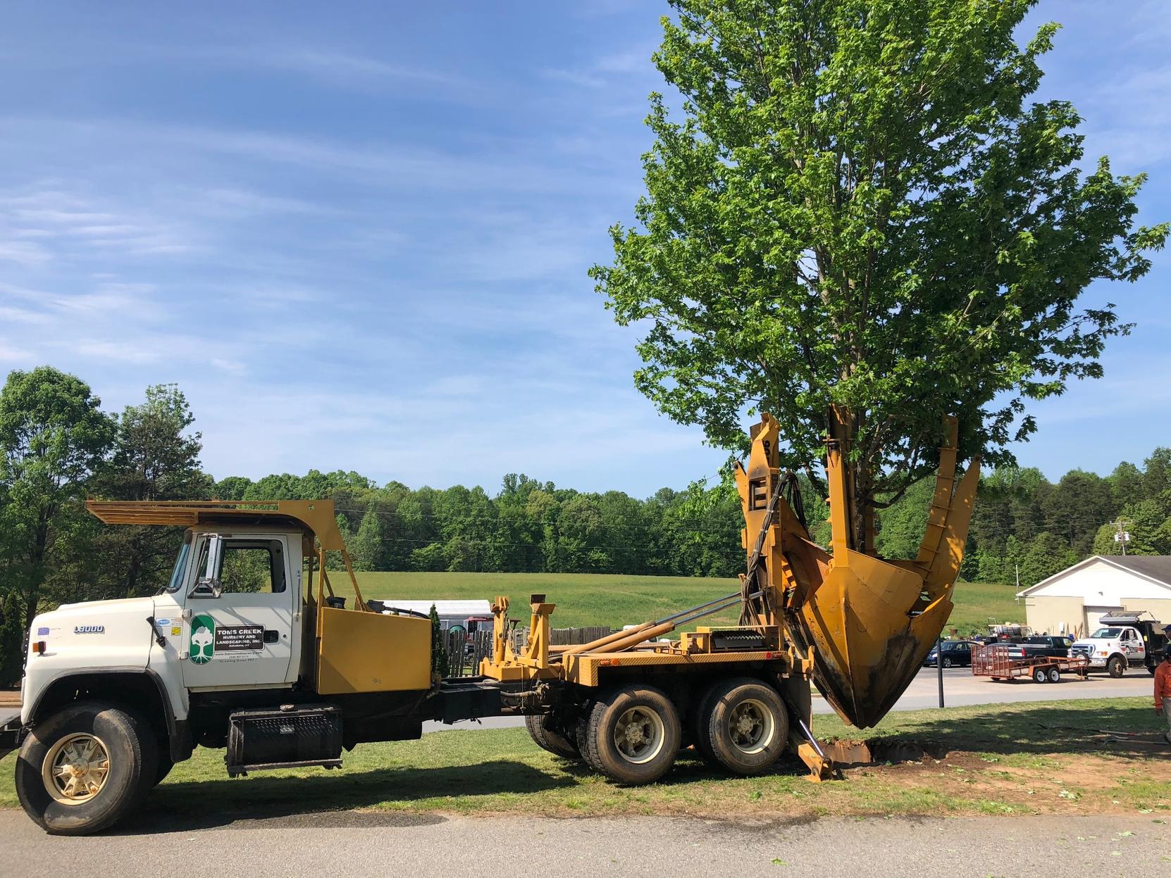Big John 90D tree spade loading a mature maple at Toms Creek Nursery