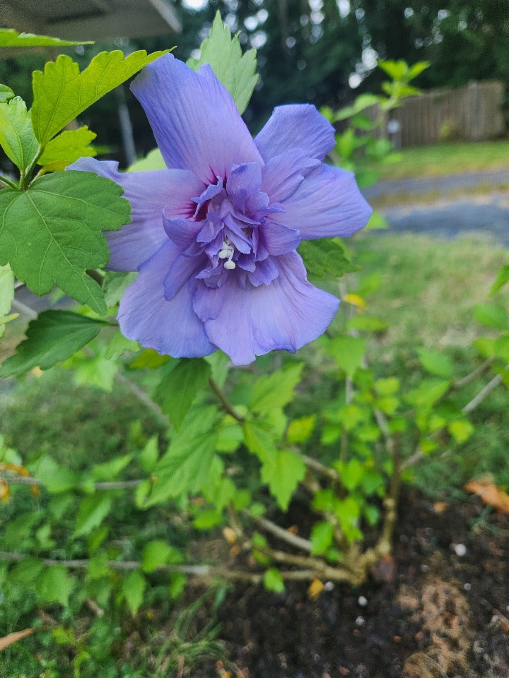 Blue Chiffon Rose of Sharon (Hibiscus syriacus 'Blue Chiffon') - image 2