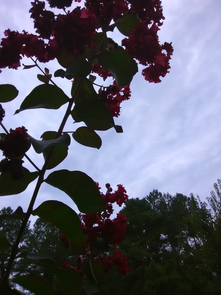 Dynamite Crape Myrtle (Whit II) - Bright Red Blooms - image 4