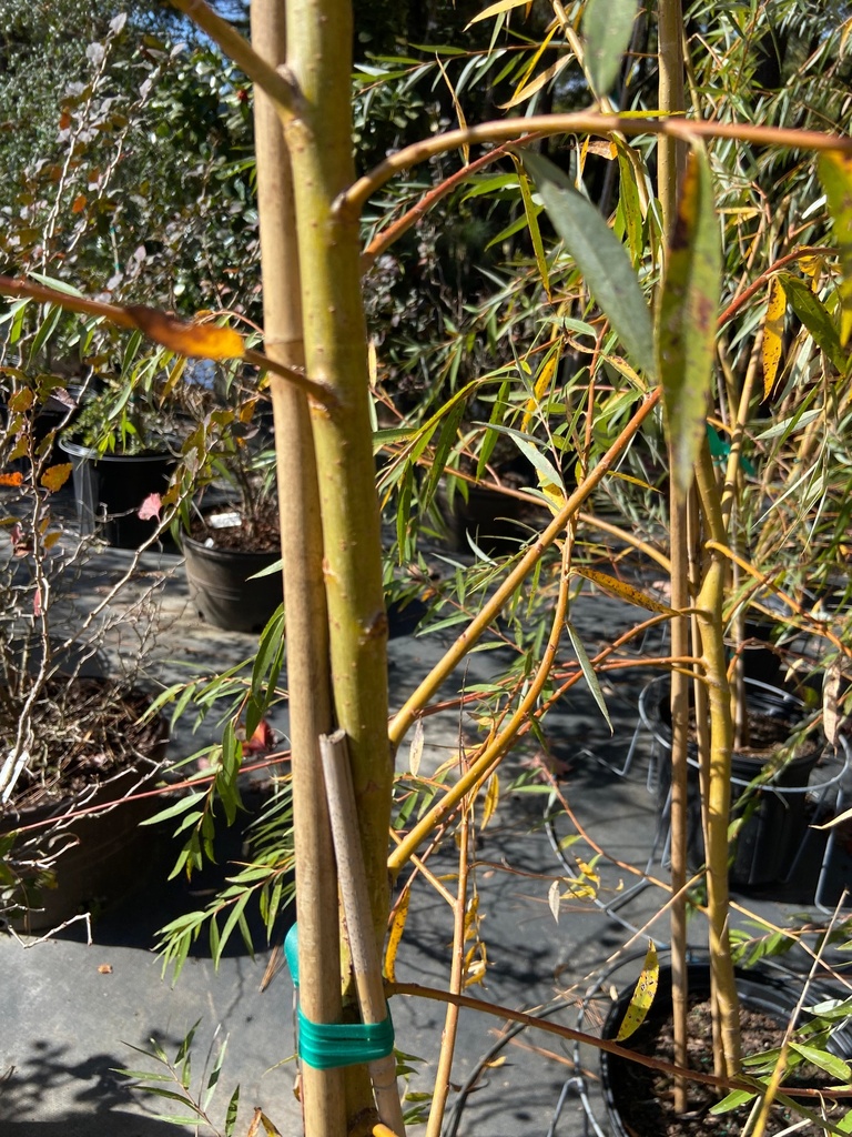 Golden Weeping Willow – Salix alba 'Tristis' - image 2