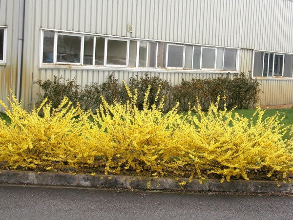 Gold Tide Dwarf Forsythia - Deer Resistant Yellow Bell Shrub - image 2