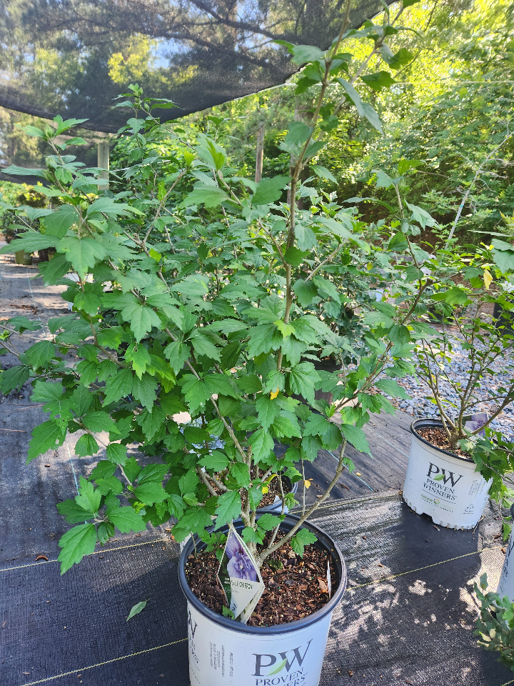 Blue Chiffon Rose of Sharon (Hibiscus syriacus 'Blue Chiffon') - image 3