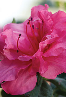 Autumn Rouge Encore Azalea (Rhododendron 'Conlea') - image 2
