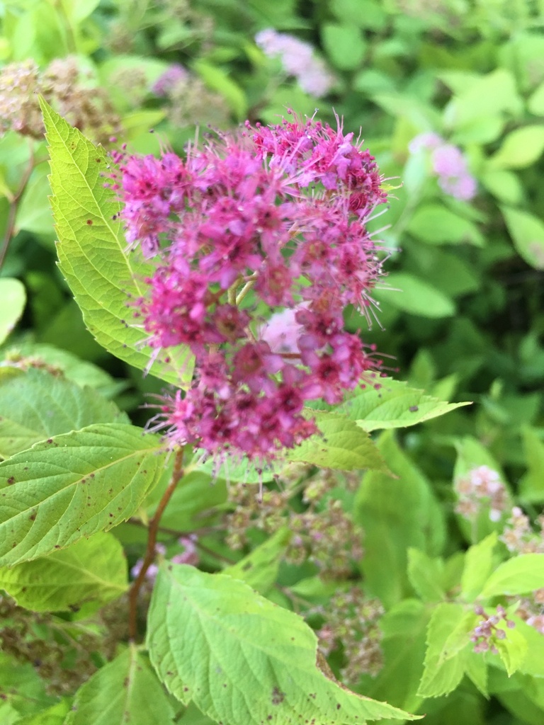 Lemon Princess Spirea – Yellow Foliage & Pink Blooms - image 2