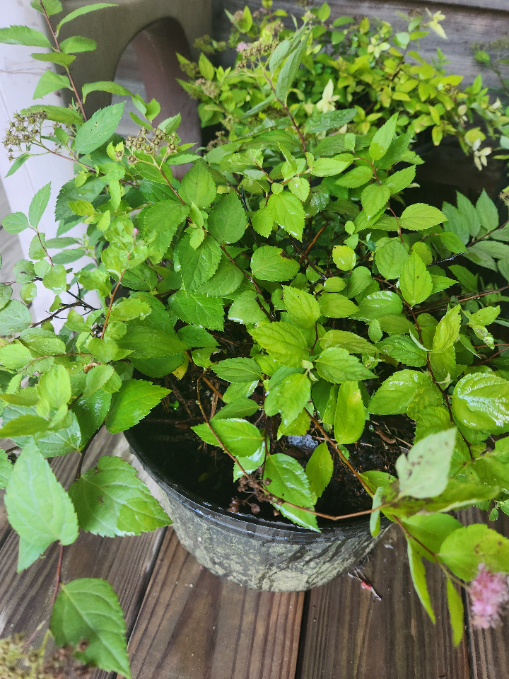 Lemon Princess Spirea – Yellow Foliage & Pink Blooms - image 3