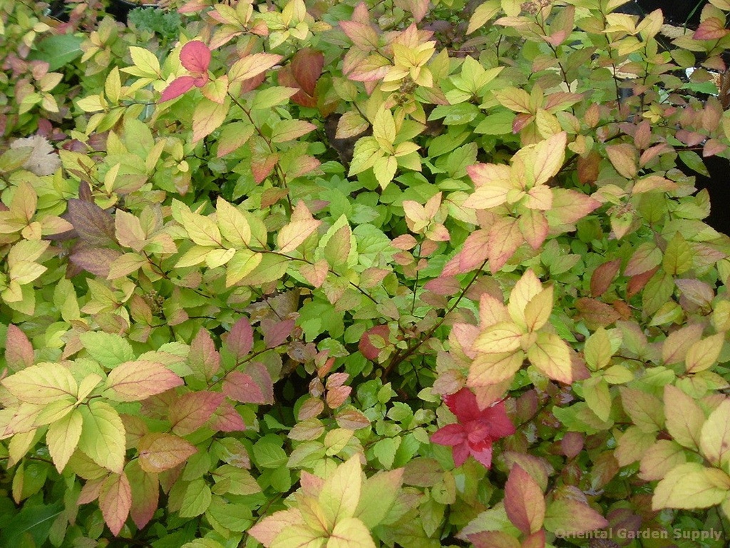 Lemon Princess Spirea – Yellow Foliage & Pink Blooms - image 4