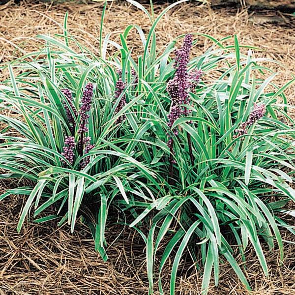 John Burch Variegated Liriope - image 2