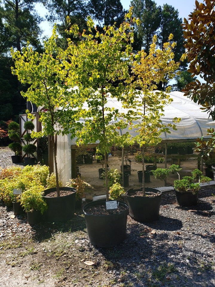 Trident Maple (Acer buergerianum) - Shade Tree - image 2