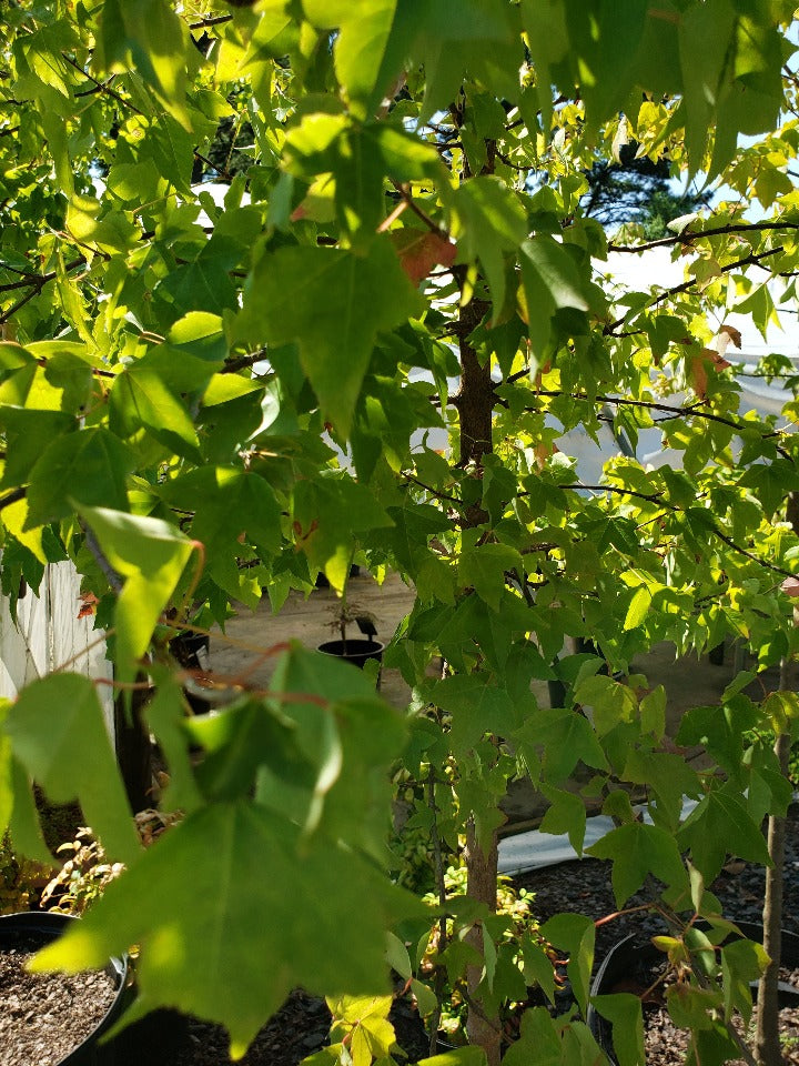Trident Maple (Acer buergerianum) - Shade Tree - image 3