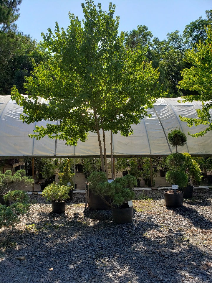 Trident Maple (Acer buergerianum) - Shade Tree - image 4