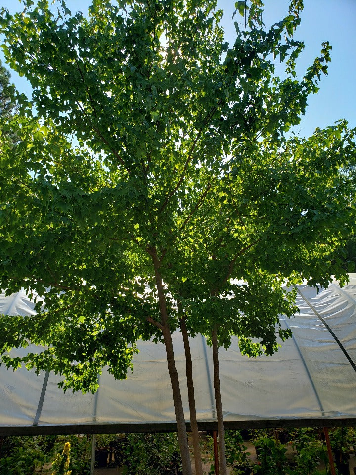 Trident Maple (Acer buergerianum) - Shade Tree - image 5