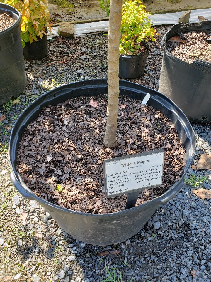 Trident Maple (Acer buergerianum) - Shade Tree - image 6