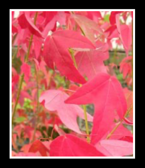 Trident Maple (Acer buergerianum) - Shade Tree - image 7