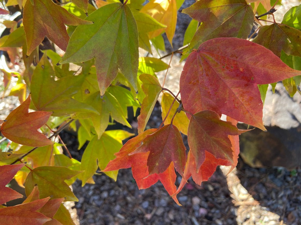 Trident Maple (Acer buergerianum) - Shade Tree - image 8