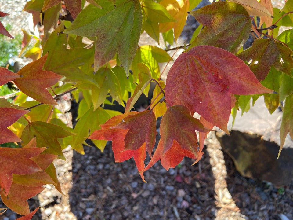 Trident Maple (Acer buergerianum) - Shade Tree - image 9
