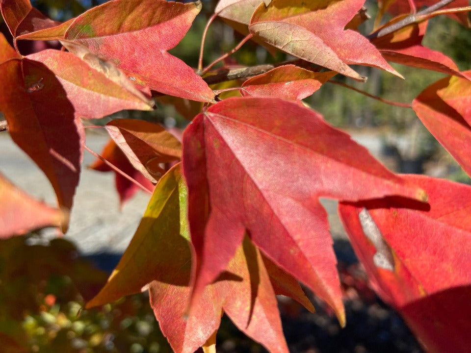 Trident Maple (Acer buergerianum) - Shade Tree - image 10