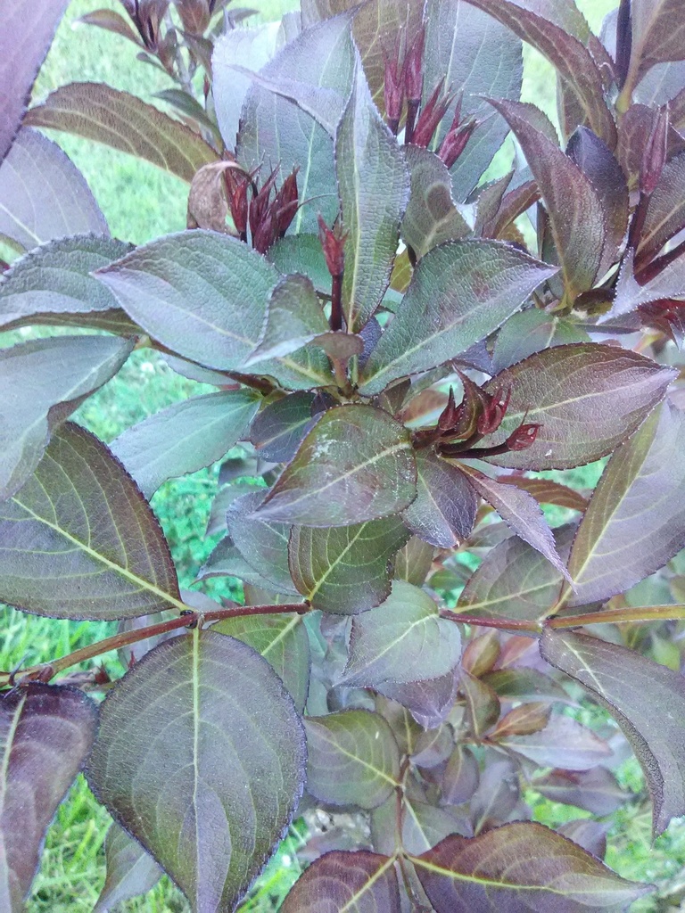 Wine and Roses Weigela - Proven Winners Flowering Shrub - image 2