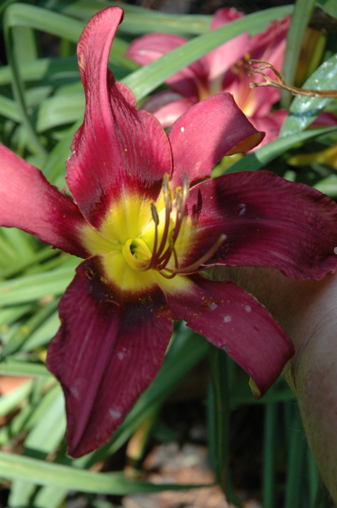 Russian Rhapsody Daylily - Hemerocallis 'Russian Rhapsody' - image 2