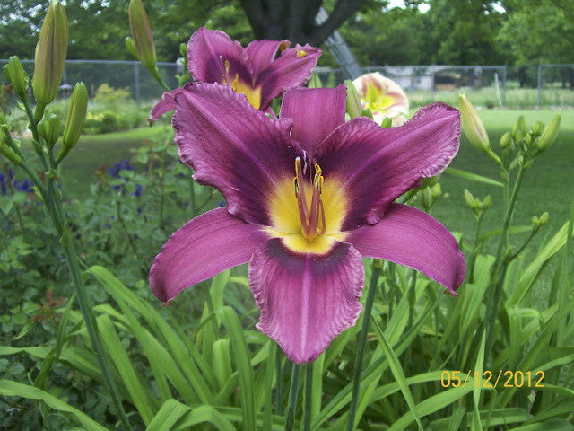 Russian Rhapsody Daylily - Hemerocallis 'Russian Rhapsody' - image 3