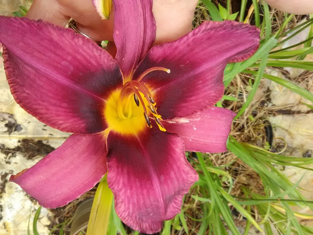 Russian Rhapsody Daylily - Hemerocallis 'Russian Rhapsody' - image 4