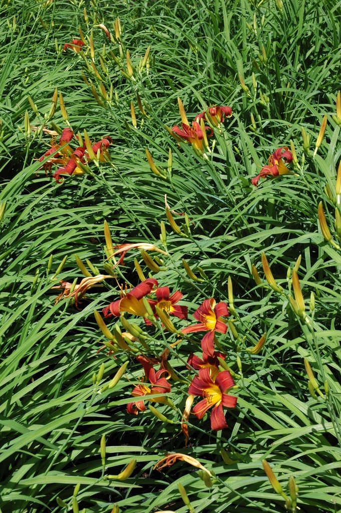 Red Magic Daylily - Hemerocallis 'Red Magic' - image 2