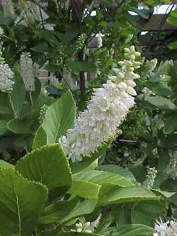 White Summersweet Clethra (Clethra alnifolia) - image 2