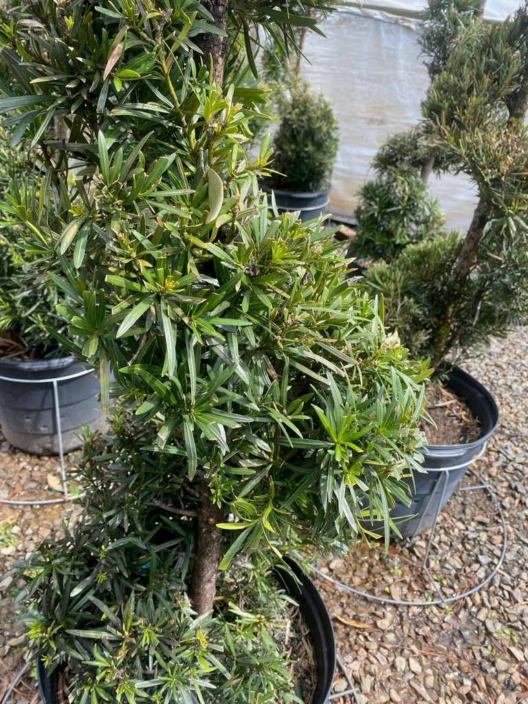 Meta Japanese Yew (Podocarpus macrophyllus 'Meta') - image 2