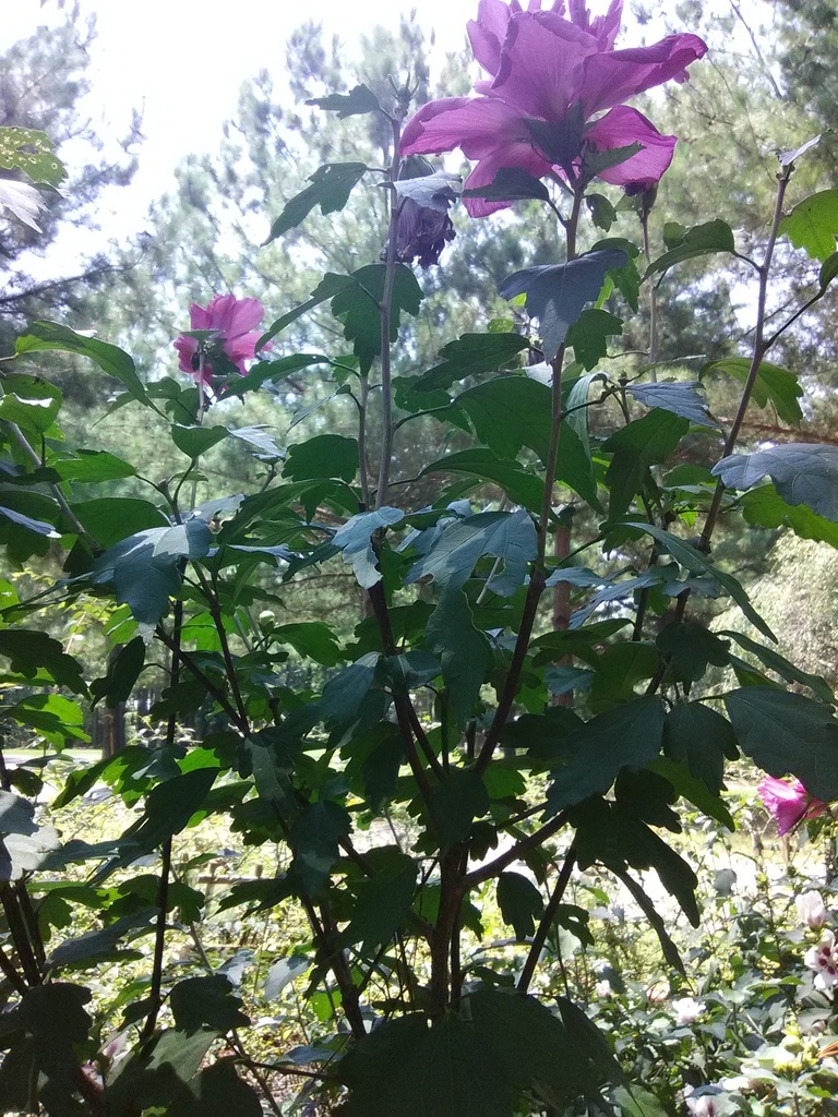 Ardens Rose of Sharon | Double Purple-Pink Hibiscus - image 2