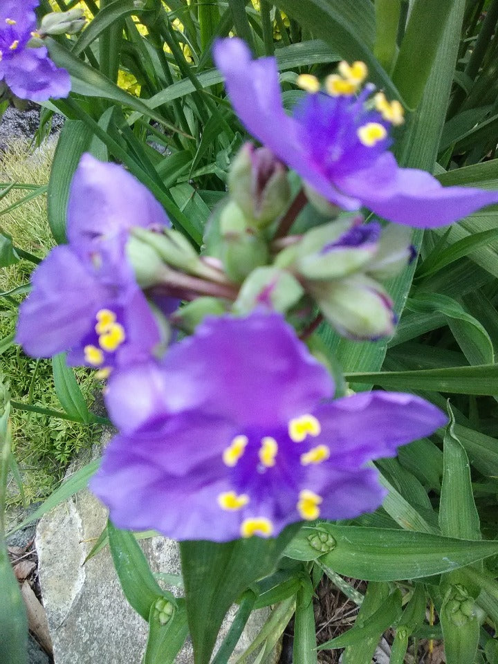Sweet Kate Spiderwort - Tradescantia 'Sweet Kate' - image 2