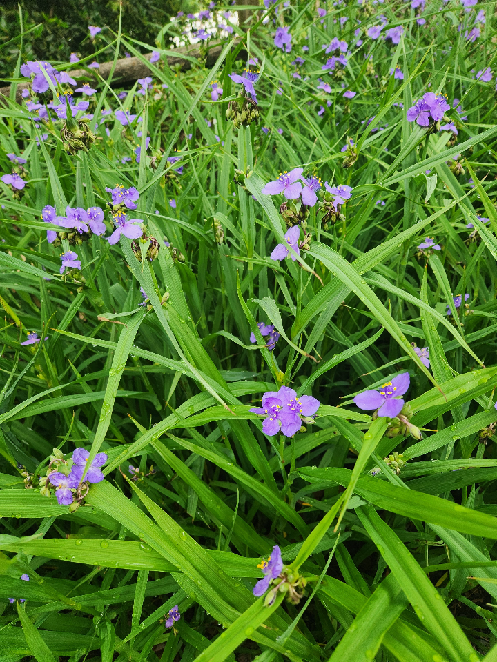 Sweet Kate Spiderwort - Tradescantia 'Sweet Kate' - image 3