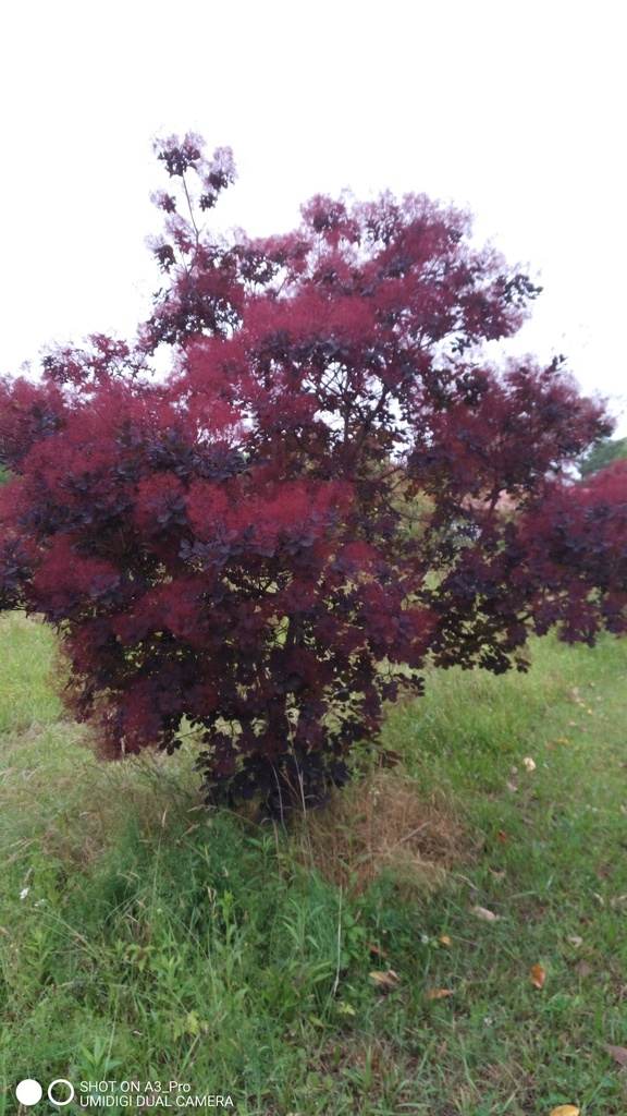 Royal Purple Smoke Tree - image 2