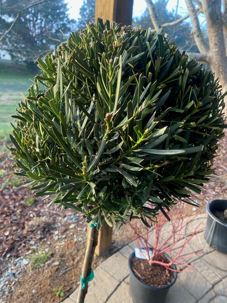 Meta Japanese Yew (Podocarpus macrophyllus 'Meta') - image 3
