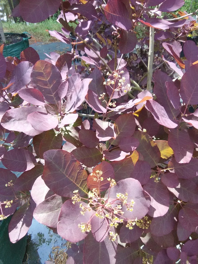 Royal Purple Smoke Tree - image 3