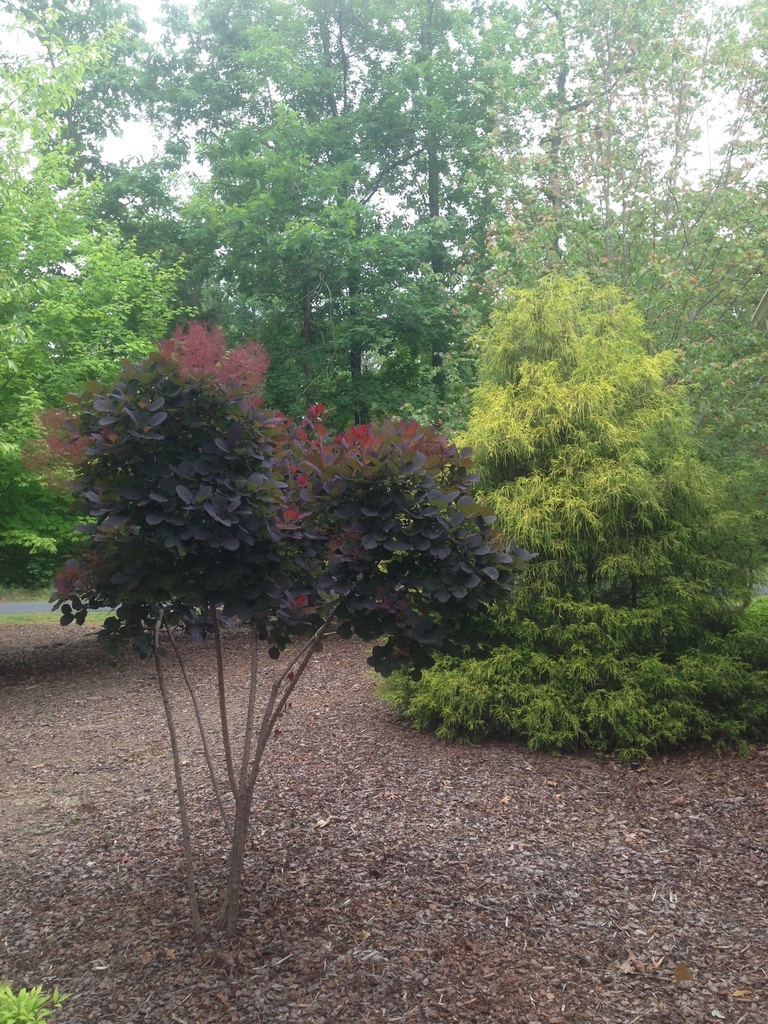 Royal Purple Smoke Tree - image 4