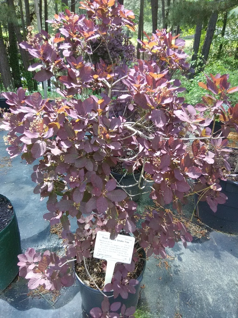 Royal Purple Smoke Tree - image 5