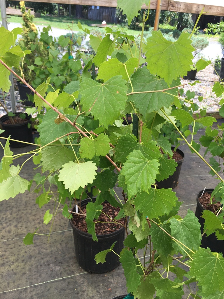 Summit Muscadine Vine (Female) - Pink Bronze Fruit - image 2