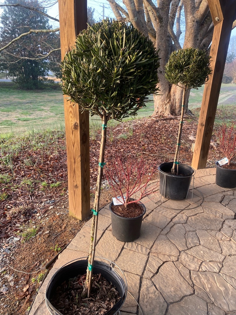 Meta Japanese Yew (Podocarpus macrophyllus 'Meta') - image 4