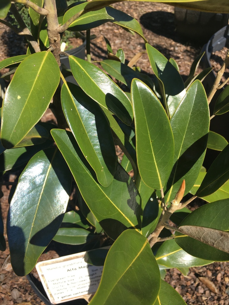 Alta Magnolia - Columnar Southern Magnolia - image 2