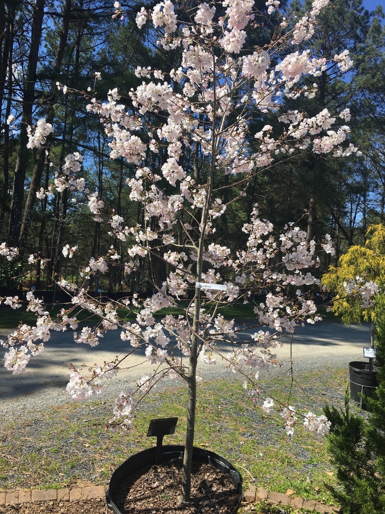 Akebono Yoshino Cherry - Prunus x yedoensis 'Akebono' - image 2