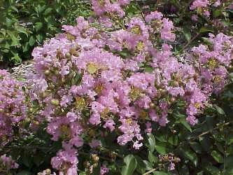Delta Blush Crape Myrtle – Dwarf Weeping Pink - image 2