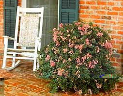 Delta Blush Crape Myrtle – Dwarf Weeping Pink - image 3