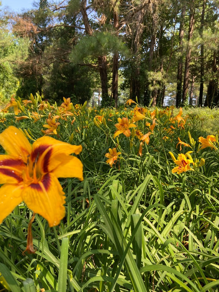 Bonanza Daylily - Golden Yellow with Maroon Eye Rebloomer - image 2