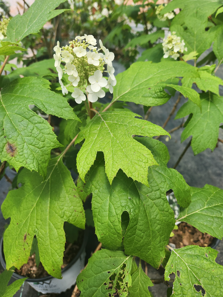 Gatsby Gal Oakleaf Hydrangea - Compact Flowering Shrub - image 2