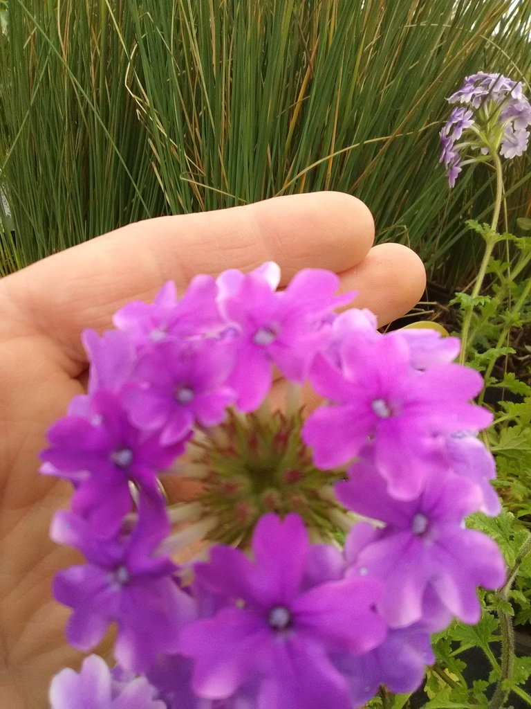 Homestead Purple Verbena - Verbena canadensis 'Homestead Purple' - image 2