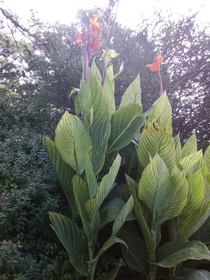 Tropicana Canna Lily 'Gold' - Striped Foliage Tropical - image 2