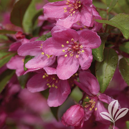 Prairiefire Crabapple - B&B - image 2