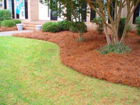 Pine Needles - Premium Long Leaf Pine Straw Mulch - image 2