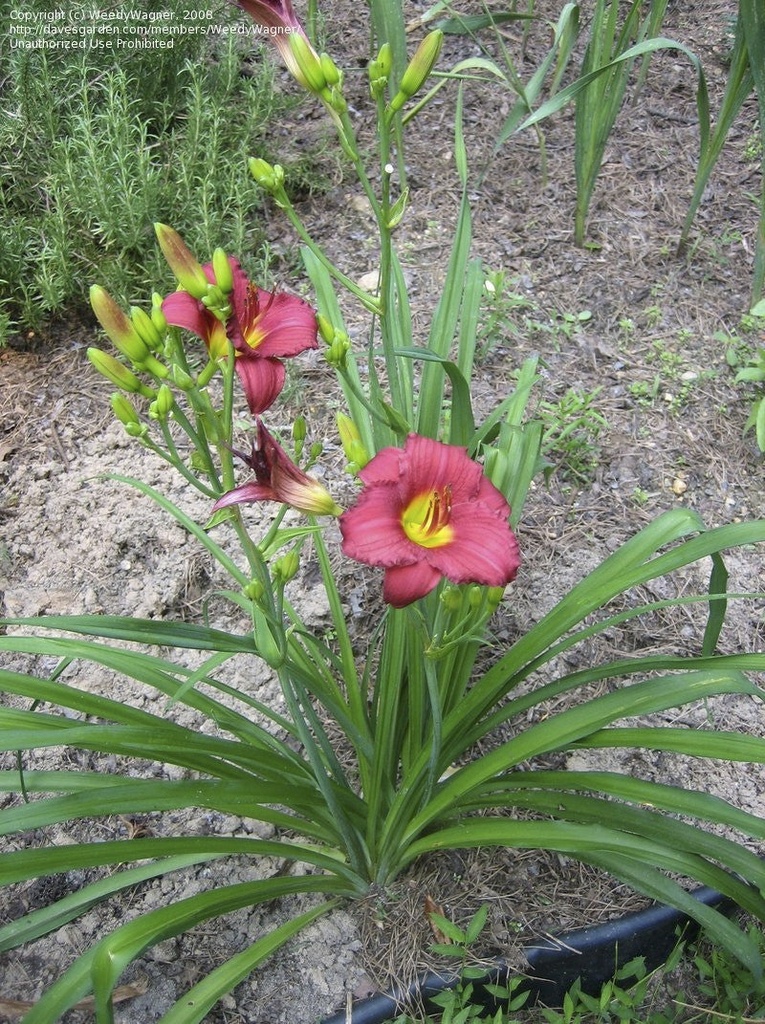 Pardon Me Daylily - Fragrant Red Reblooming Perennial - image 2