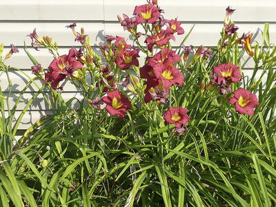 Pardon Me Daylily - Fragrant Red Reblooming Perennial - image 3