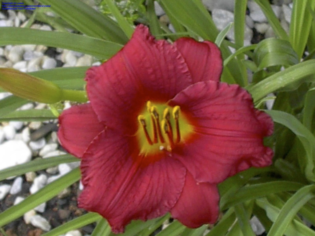 Pardon Me Daylily - Fragrant Red Reblooming Perennial - image 4